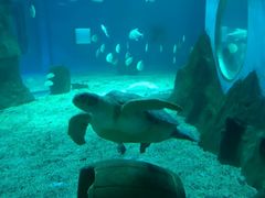 -北戴河圣蓝海洋公园