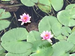 -荷塘月色湿地公园·向阳花洲
