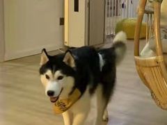 -Husky Go! 哈士奇体验馆·宠物咖啡厅狗咖