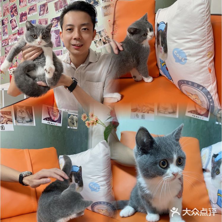 哗🙀全网no.1的猫舍原来在这里㊙️养猫有明灯🐈保180天