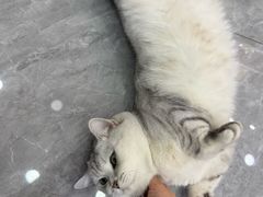 -爱洗澡的猫(望京店)