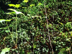 -峡谷浮石林景区