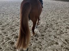 -松声马术俱乐部