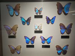 -上海昆虫博物馆