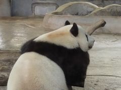 -海南热带野生动植物园