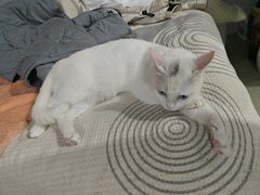 -瑞鹏宠物医院·骨科·猫科·内科(第一中心)