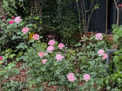 -谷咖啡·鲜花绿植花园餐厅