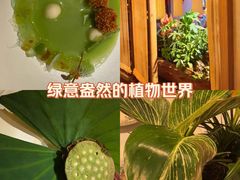 -叶叶菩提(太原别墅店)