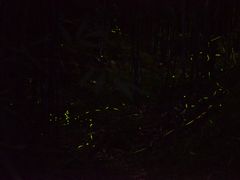 -芦沟竹海