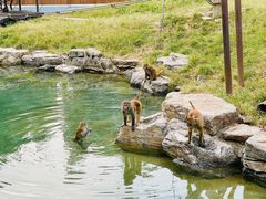 -北京野生动物园