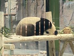 -栾川竹海野生动物园