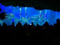 -芜湖新华联大白鲸海洋公园