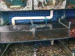 水产区-蟹谢蒸鲜自助餐厅