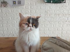 -平行世界·猫咖(首经贸店)