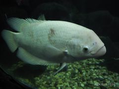 -苏州海洋馆