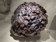 -南京中医药大学(仙林校区)