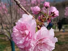 -天适樱花悠乐园