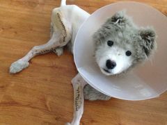 -瑞派福兴宠物医院犬猫全科·骨科·中西医结合(河东店)