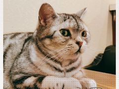 -猫友咖啡店(玉林西路店)