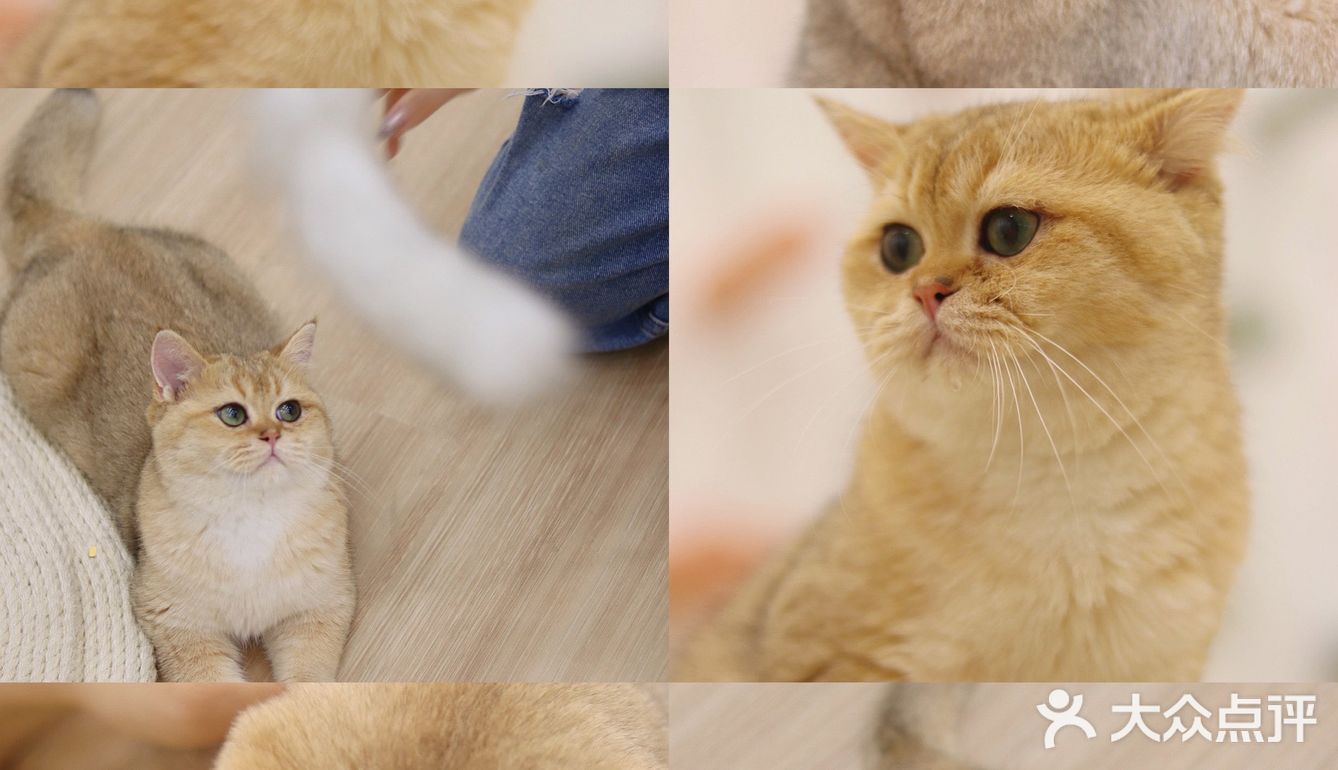 猫咖探店，和猫咪一起分享下午茶。
