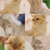 猫咖探店，和猫咪一起分享下午茶。