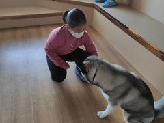 -Husky Go! 哈士奇体验馆·宠物咖啡厅狗咖