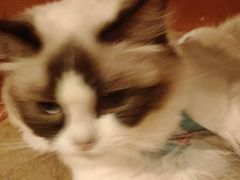 -猫爷宠物生活馆·撸猫馆