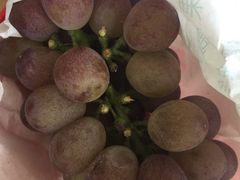 -马陆小张葡萄园农家乐