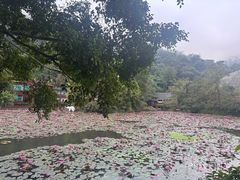 -野象谷景区