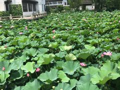 -老成都市井火锅阿泥頭火锅公司(海宁长安佳源中心广场店)
