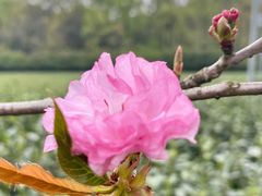 -随意茶庄·地道杭帮农家菜(梅家坞店)