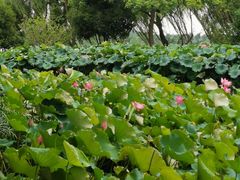 -金银湖国家城市湿地公园