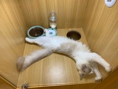-袖虎宠物·金渐层缅因猫舍(灵芝店)