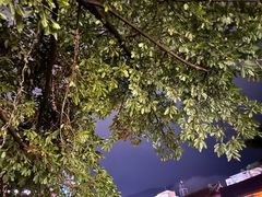 -四川农业大学(雅安校区)