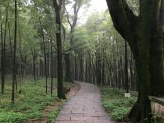 -西湖风景区十里琅珰-五云山