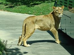 -北京野生动物园