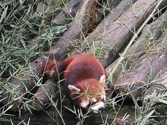 -都江堰中华大熊猫苑