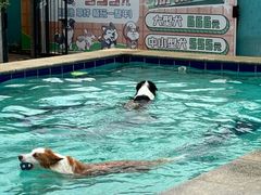 -趣玩宠物乐园寄养训犬训狗游泳池