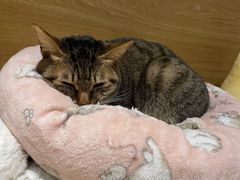 -滚猫咖啡·猫咖·猫友好撸猫(未来城店)