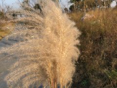 -春花秋色城市公园