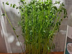 -饵块食光·云南有机手作饵块