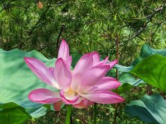 -莲花池公园