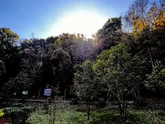 -上海佘山国家森林公园天马山园