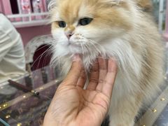 -青奢宠物·青奢猫舍