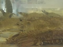 -巽寮印象美食部落餐厅·海鲜·地方特色菜(惠州体验店)