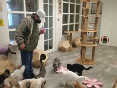 -楼上猫咖(罗湖店)