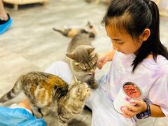 -楼上猫咖(罗湖店)