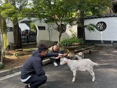 -小小饭店·休闲农庄·安吉松树林里的农家菜