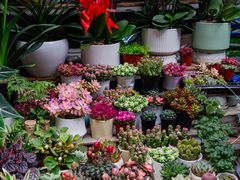 -青石桥花鸟鱼虫市场(叠翠城店)