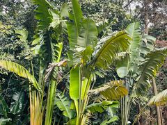 -深圳仙湖植物园